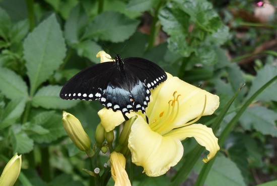 Category 5 - 3rd Place (2-way tie) - 'Butterfly on Green Glitter' - Elisabeth Murphy.jpg